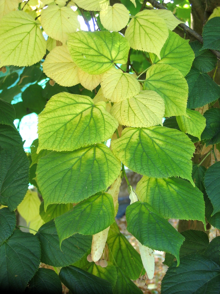 Linden (lime) leaves