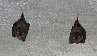 bats sleeping