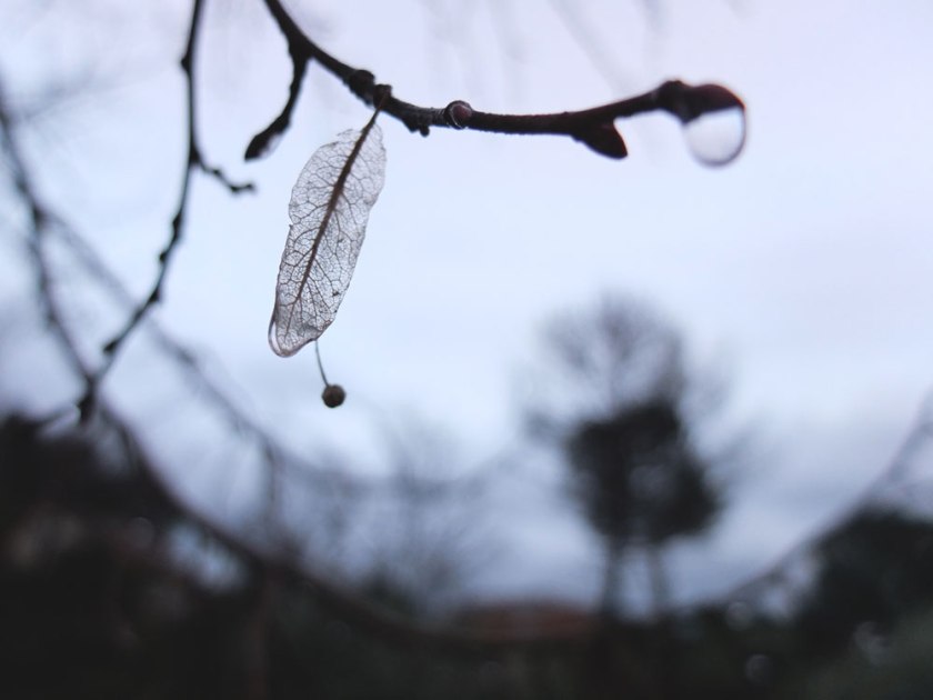 Close up of linden seed skeleton and rain drop