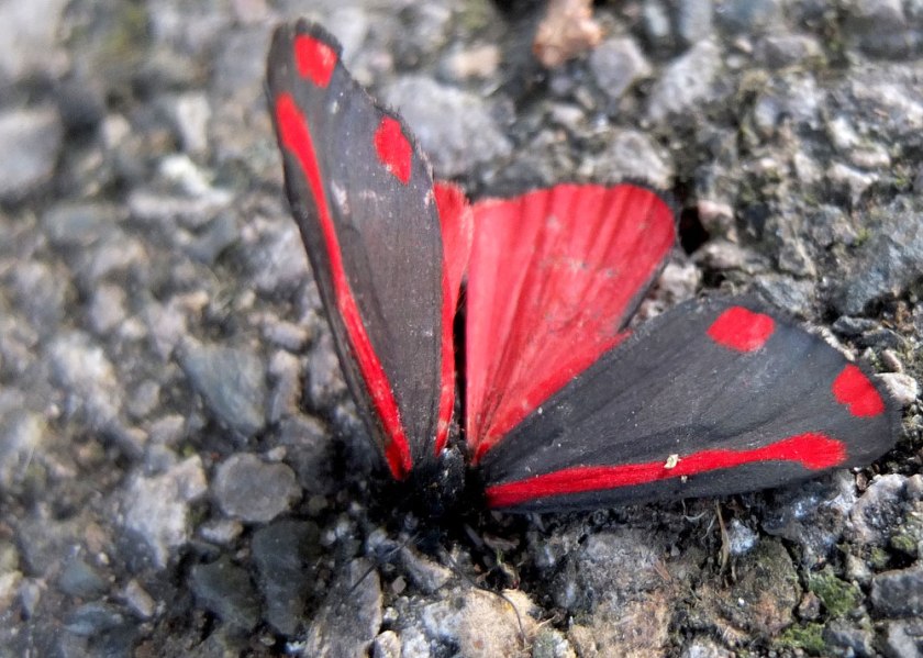 Dead cinnabar moth 