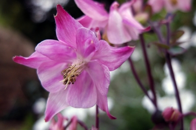 pink aquilegia flower