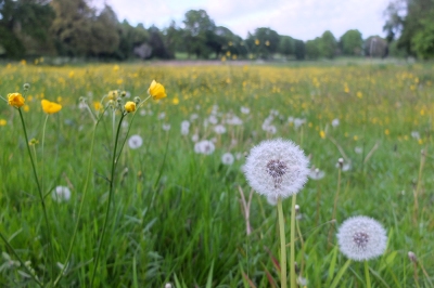 English meadow buttercups and dandelions