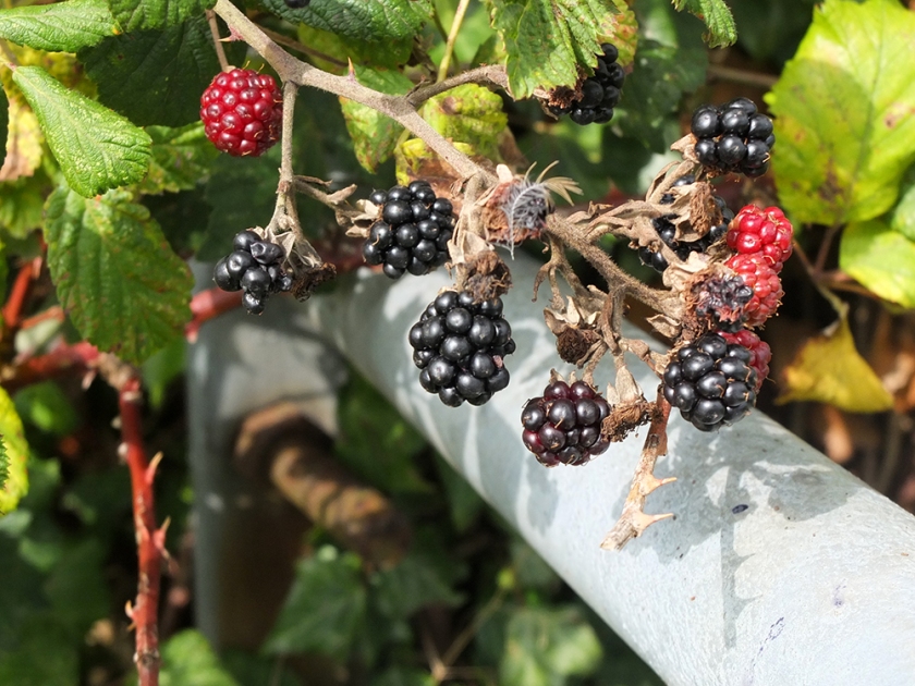 ripe blackberries
