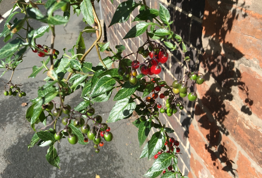 nightshade plant with red berries