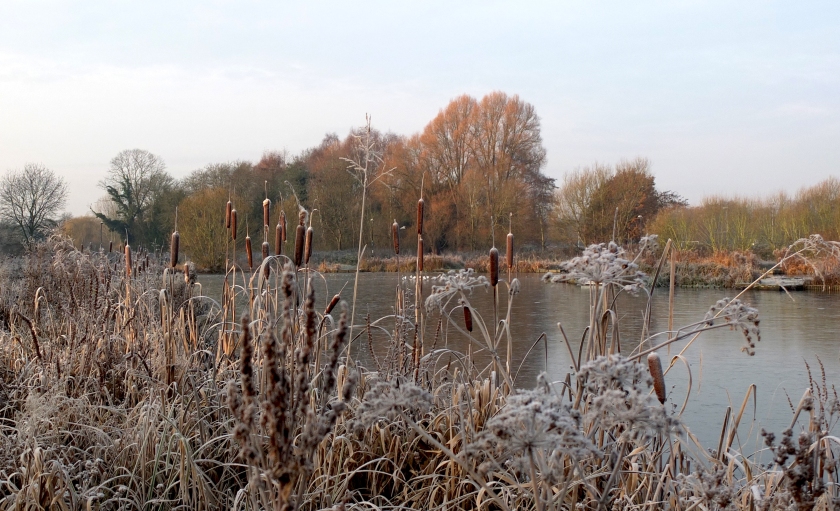  Bullrushes on edge of frozen pond