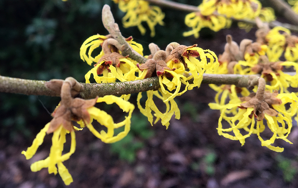 straggly yellow flowers