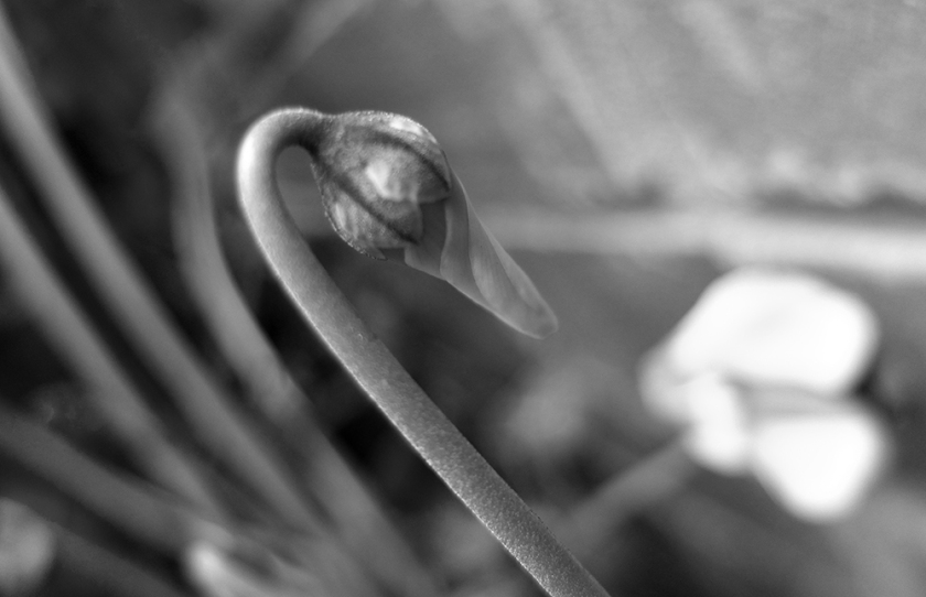 cyclamen bud (black & white photo)