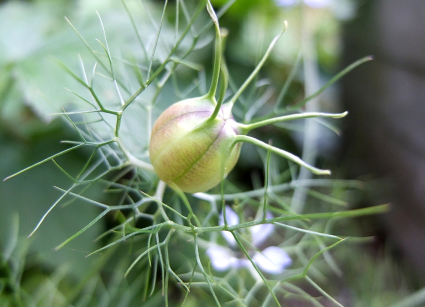 love-in-a-mist seed pod