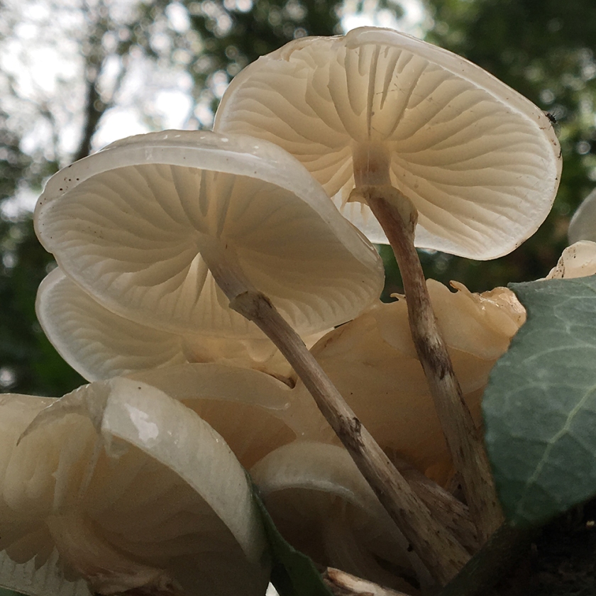 white fungus growing on fallen tree trunk.