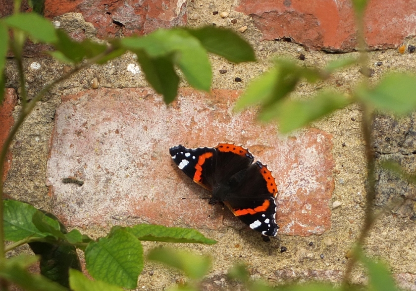 red admiral butterfly on an old brick wall