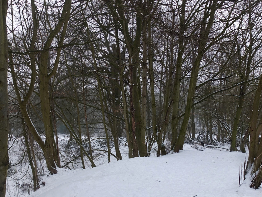 snow, trees