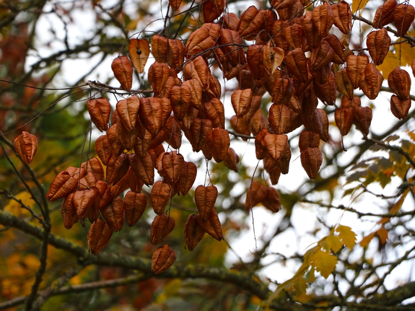 Pride of India tree - ripe seed pods - autumn