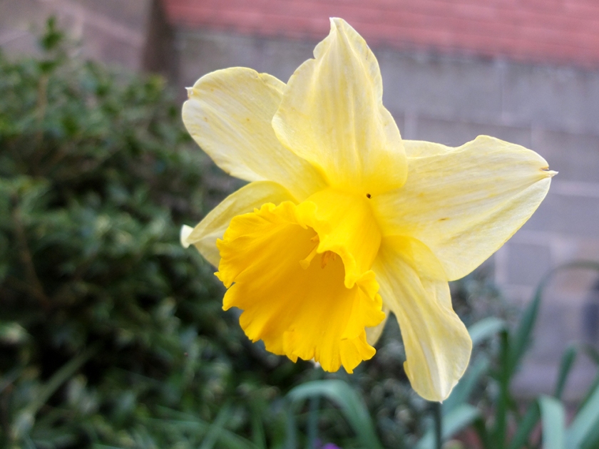 pale yellow daffodil