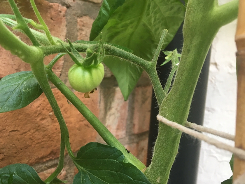 tiny green tomato