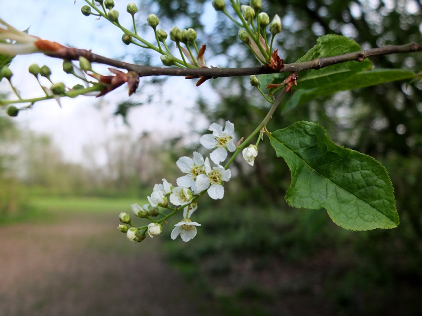 white blossom with path in background