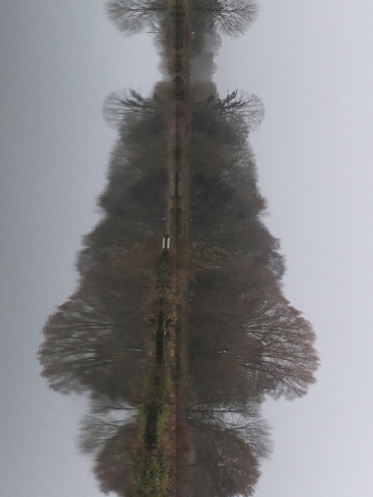 trees reflected in pond. Image turned vertical