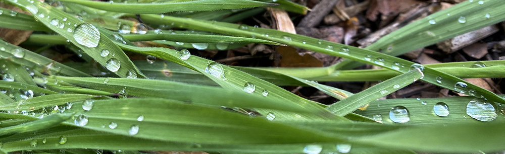 water droplets on blades of grass