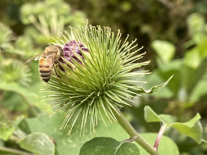 Honey bee on burdock