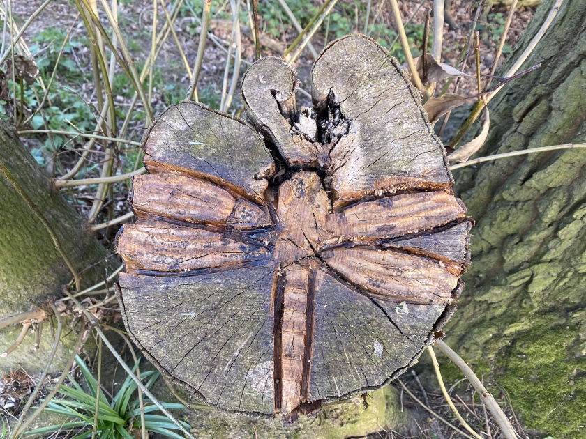 dragonfly tree carving