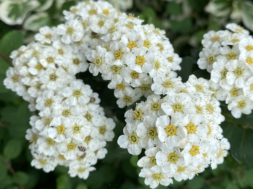 Small white spring flowers on shrub